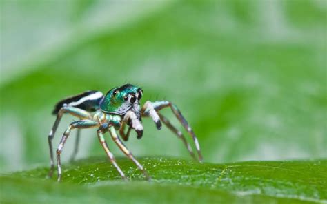 How big do Jumping Spiders get? - The Spider Blog