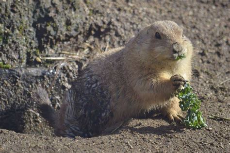 5 Best Groundhog Repellents in 2025 [Detailed Reviews]