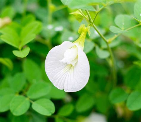 shankh pushpi - Newstrend