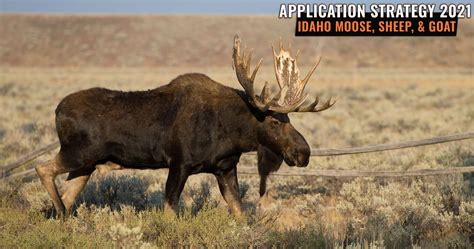 Application Strategy Idaho Moose Bighorn Sheep And Mountain