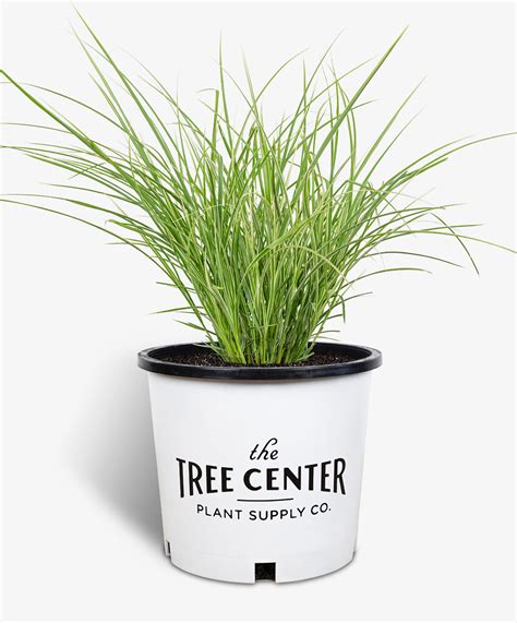 Variegated Japanese Silver Grass For Sale Online | The Tree Center