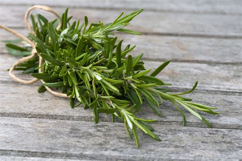 Whole Herb Fused Rosemary Olive Oil The Urban Vine