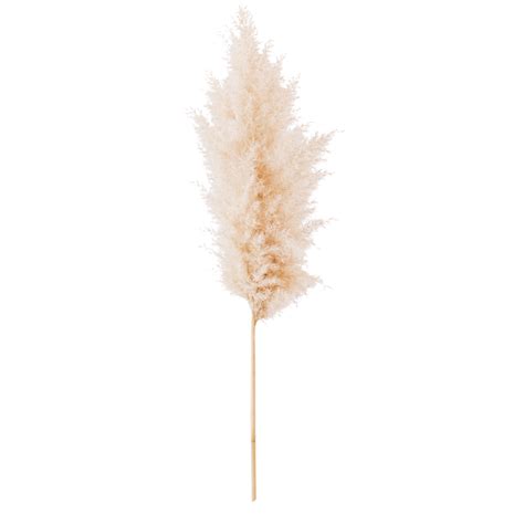 Pampas Grass Branch On White Background Dried Pampas Grass Ai