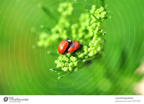 Käfer Machen Liebe Natur Ein Lizenzfreies Stock Foto Von Photocase