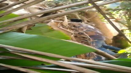 Desi Lovers Outdoor Masti Sex Spy Mms Video