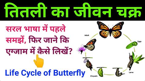 तितली का जीवन चक्र Butterfly Life Cycle Life Cycle Of Butterfly In