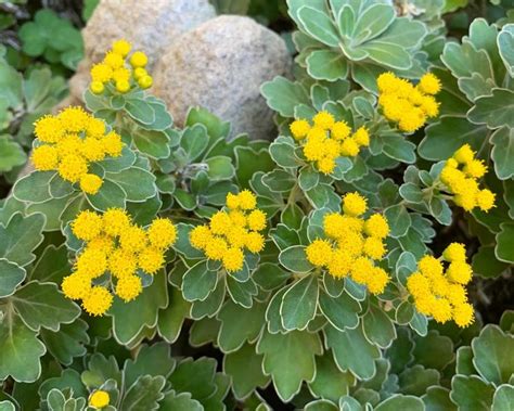 Ajania Pacifica Syn Chrysanthemum Pacificum GardensOnline Hardy