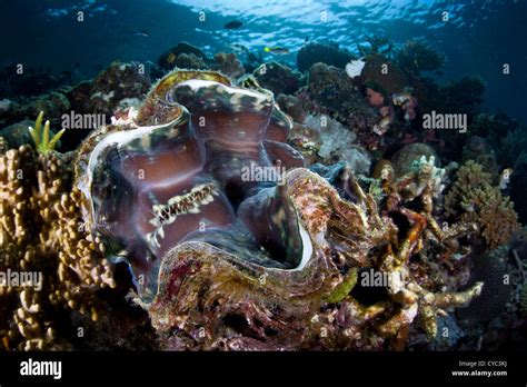 A Giant Clam Tridacna Squamosa Grows On A Coral Reef Slope Where It