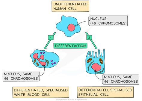 Organisation Differentiation Of Cells Wjec Gcse Biology Combined