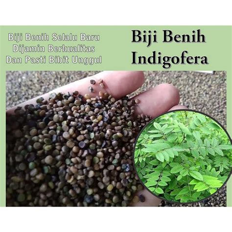 Jual Biji Benih Indigofera Pakan Hewan Ternak Bibit Kualitas Super