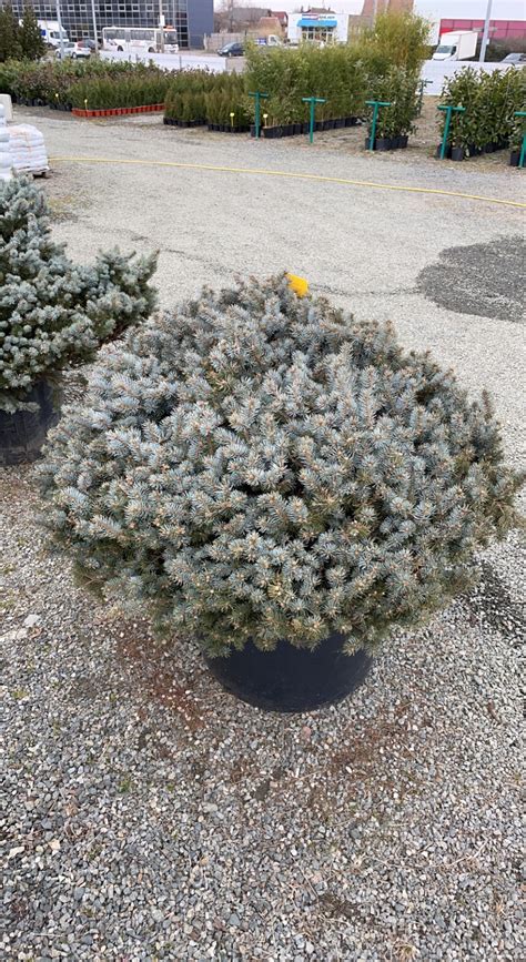 Picea Glauca Globosa | Landisa Plant