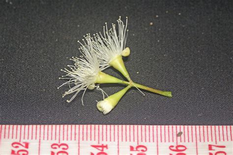 Syzygium Mimicum Myrtaceae Image At Phytoimages Siu Edu