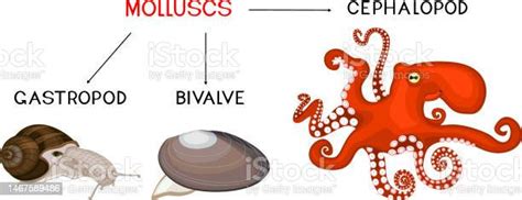 Three Types Of Molluscs Cephalopod Gastropod Bivalve Educational