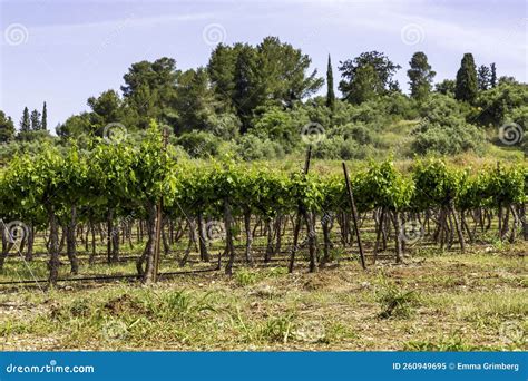 Rows of Vines with Young Green Leaves. Vineyard Israel Stock Image - Image of scenic, israel ...