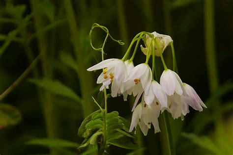 ヒメウツギは庭に植えてはいけないと言われる訳は？風水や花言葉の意味・鉢植えや庭植えの育て方・剪定もご紹介 Siritailog