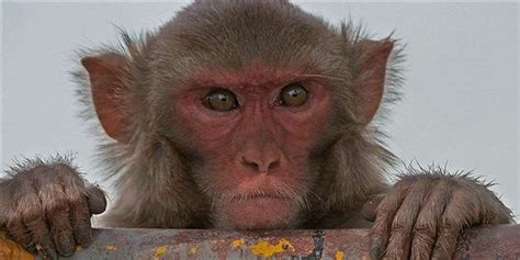 Monkey Brain Implant