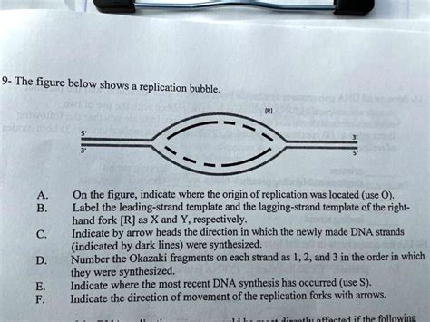 9 the figure below shows a replication bubble on the figure indicate ... 