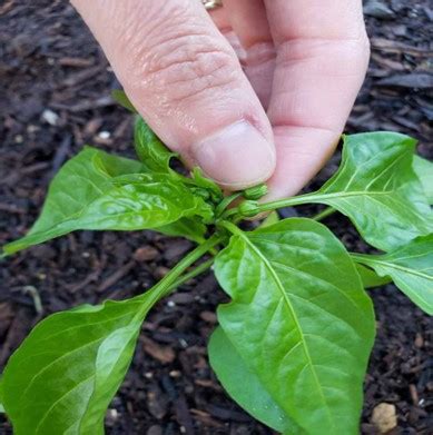 Veggie Garden Hack Pinching Flowers