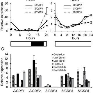 Subcellular Localization Transcriptional Activation And Dna Binding