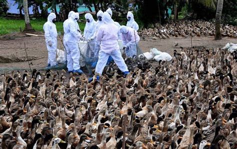 Kerala Tn Border Districts On High Alert After Bird Flu Outbreak In Alappuzha