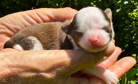 6 Pups From Elsa Blueberry May 10th 2024 ARKS Chihuahuas Jill