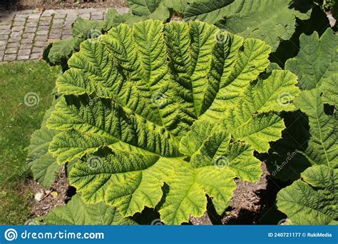 `Brazilian Giant Rhubarb` Plant Leaves - Gunnera Manicata Stock Image - Image of natural ...