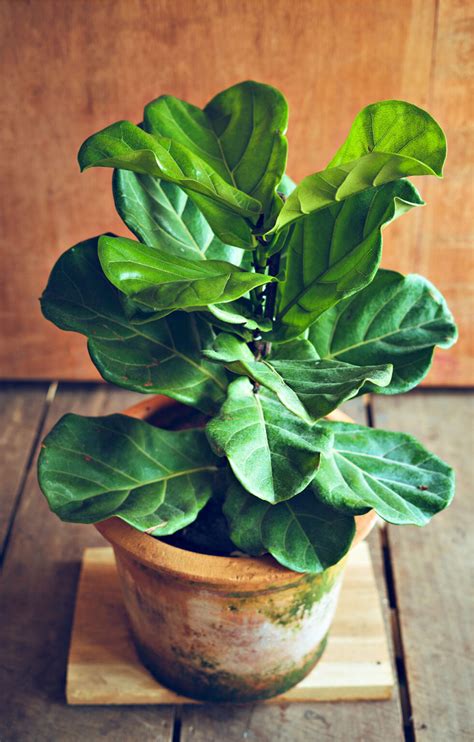 Fiddle Leaf Fig Care · Chatfield Court