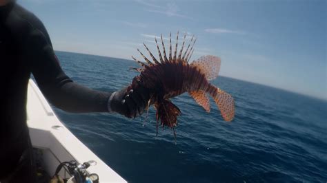 Lionfish The Scourge Of The Gulf Of Mexico