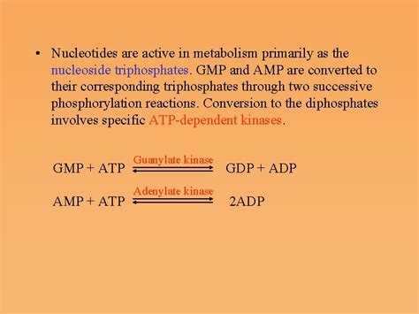 Nucleotide Metabolism Pathways In Nucleotide Metabolism De Novo