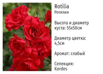 Самые неприхотливые розы для Подмосковья - статьи о растениях