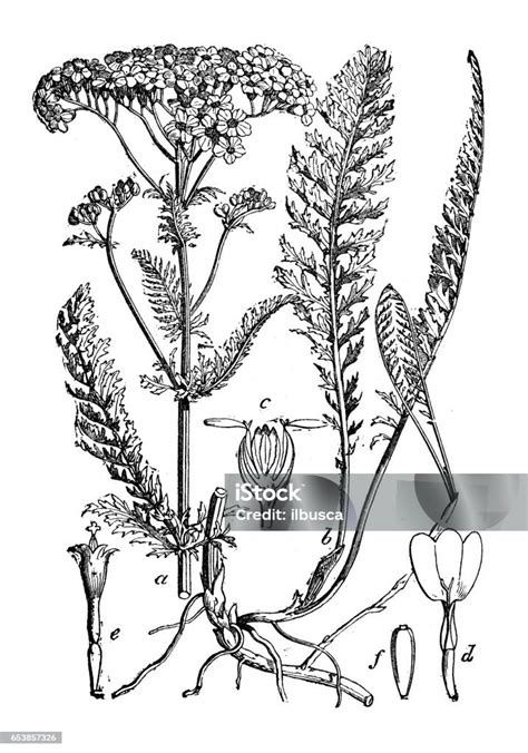 Ilustración De Botánica Plantas Antigua Ilustración De Grabado Achillea Millefolium Y Más