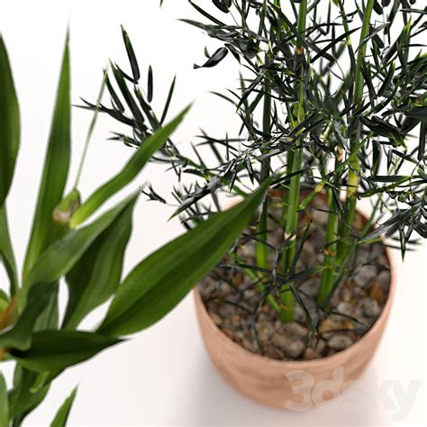 Bamboo Indoor Plant Set Indoor 3d Model