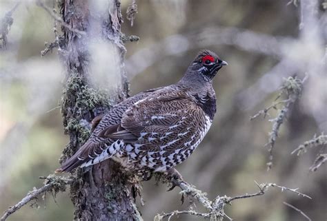 Spruce Grouse | Bird | Laura Erickson's For the Birds