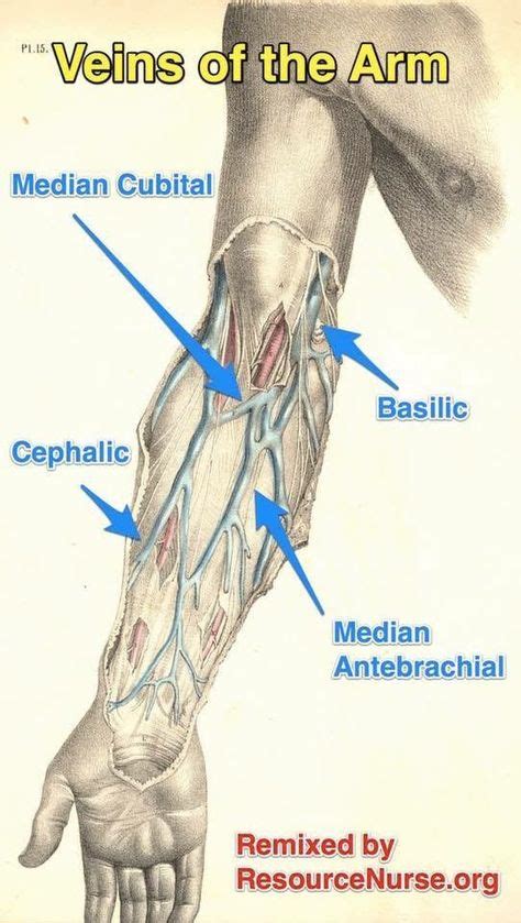 Veins Of The Arm College Life Phlebotomy Medical Laboratory