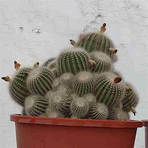 Cactus Plant Groups Buy Cactus Online Australia Ipswich