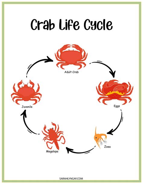 Crab Life Cycle, Crabs, All About Crabs, Instant Download, STEM ...