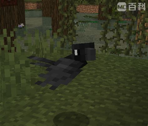 乌鸦 Crow 魔法巫师 Hexerei MC百科 最大的Minecraft中文MOD百科