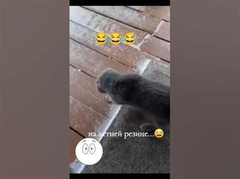 Снег снежок 😁#резина#коты#снег - YouTube