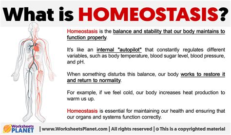 What is Homeostasis | Definition of Homeostasis