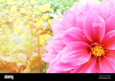 Hot Pink Dahlia Flower Calendula Of Pink Flower Bloom In The Summer