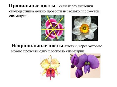 Тема урока: Цветок и его строение. Заполните схему Органы растения ...