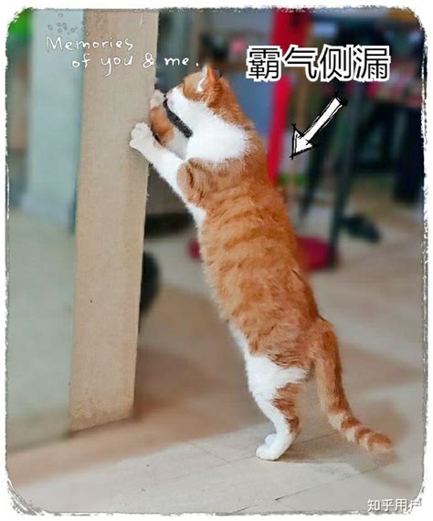 猫咖里的猫咪快乐吗 知乎