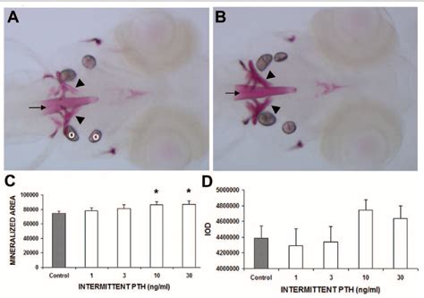 Figure 1 From High Throughput In Vivo Screening For Bone Anabolic