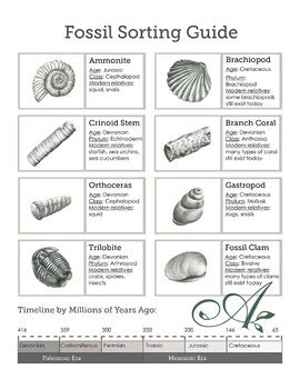 Fossil Identification Chart