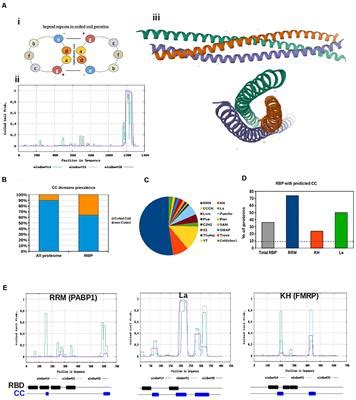 Frontiers Coiled Coil Motifs Of RNA Binding Proteins Dynamicity In