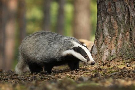 10 European Badger Facts - Fact Animal