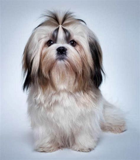 Hairstyles For Shih Tzu Dog