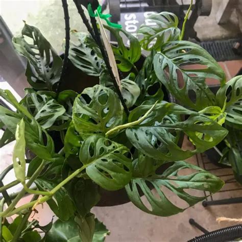 Marble Queen Pothos Indoor Plant Addicts