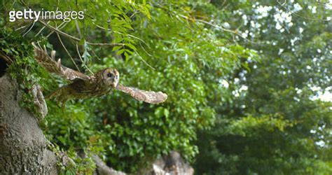 Eurasian Tawny Owl Strix Aluco Adult In Flight Taking Off From Tree