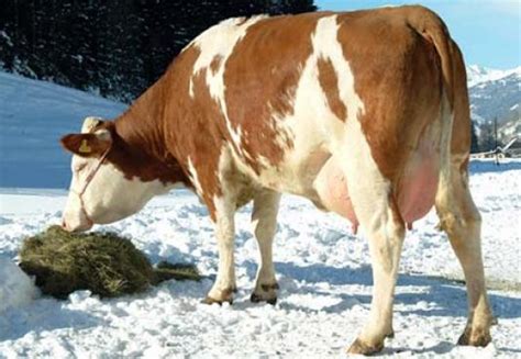 Klinger Export - Cattle - Breeding Cattle - Fleckvieh